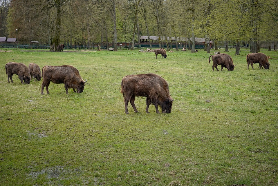 Podlaski Szlak Bociani